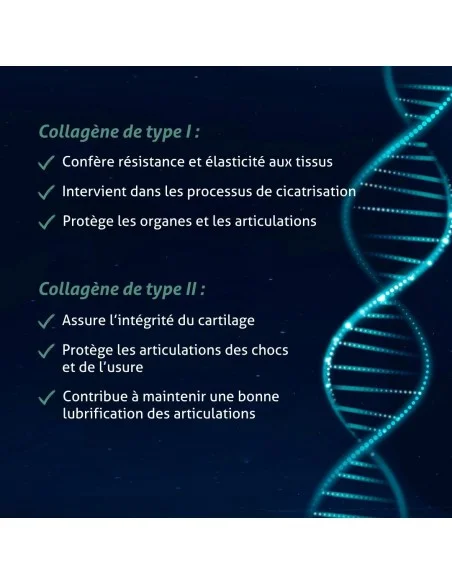Blanche Bresson - Collagène Marin - Les mécanismes d'action