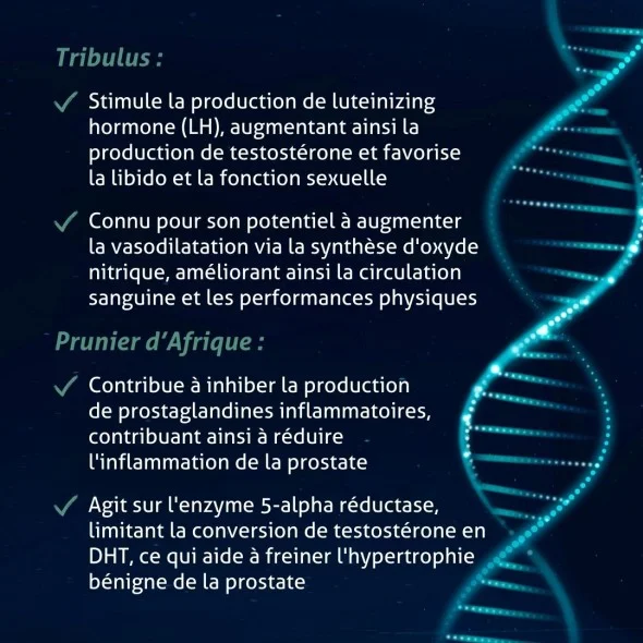 Blanche Bresson - Phyto Viriprosta ® - Les mécanismes d'action Blanche Bresson - Phyto Viriprosta ® - Les mécanismes d'action