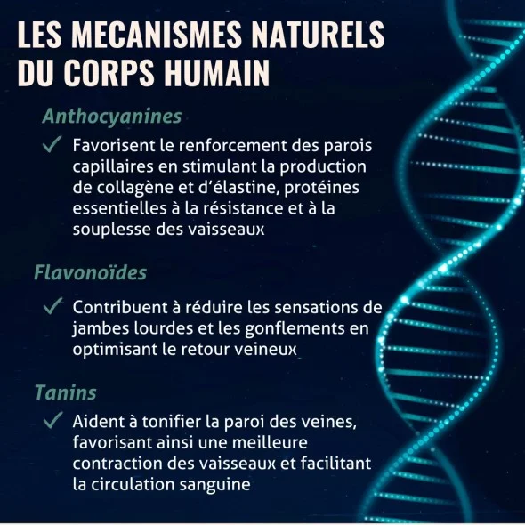 Blanche Bresson - Phyto Vigne rouge Ampoules - Les mécanismes d'action