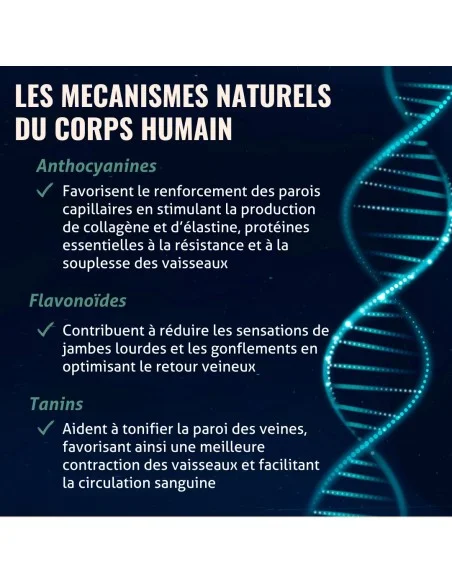 Blanche Bresson - Phyto Vigne rouge Ampoules - Les mécanismes d'action