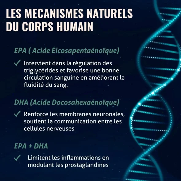 Huile de Krill - Les mécanismes d'action