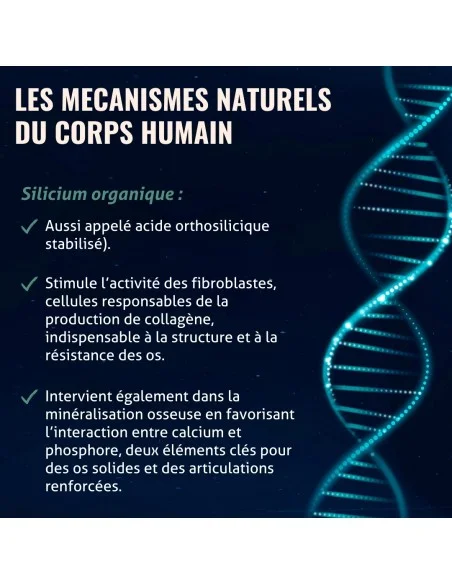 Blanche Bresson - Océan Silicium Organique - Les mécanismes d'action Blanche Bresson - Océan Silicium Organique - Les mécanismes d'action