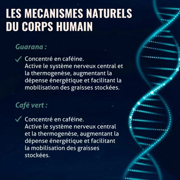 Blanche Bresson - Phyto Brûleur de Graisse - les mécanismes d'action