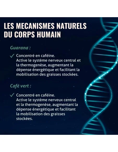 Blanche Bresson - Phyto Brûleur de Graisse - les mécanismes d'action