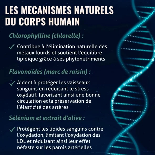 Blanche Bresson - Phyto Cholest Control - Les mécanismes d'action