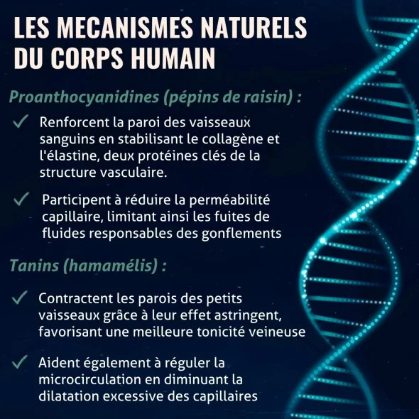 Blanche Bresson - Phyto Circulation - les mécanismes d'action