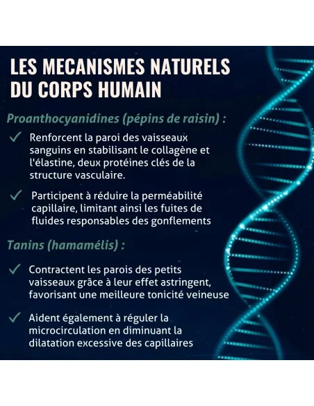 Blanche Bresson - Phyto Circulation - les mécanismes d'action