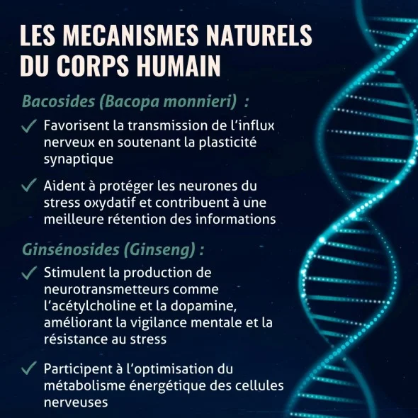 Blanche Bresson - Phyto Cérébril - Les mécanismes d'action