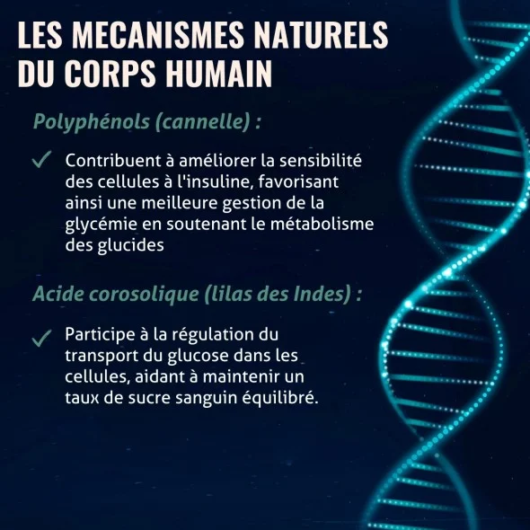 Blanche Bresson - Phyto Glucose - Les mécanismes d'action Blanche Bresson - Phyto Glucose - Les mécanismes d'action