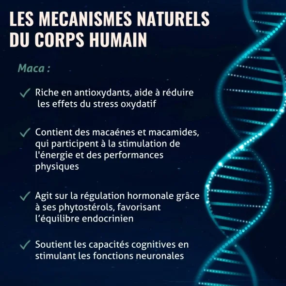 Blanche Bresson - Phyto Maca Bio - Les mécanismes d'action Blanche Bresson - Phyto Maca Bio - Les mécanismes d'action