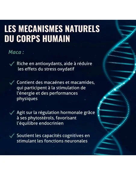 Blanche Bresson - Phyto Maca Bio - Les mécanismes d'action Blanche Bresson - Phyto Maca Bio - Les mécanismes d'action