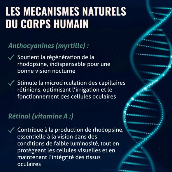 Blanche Bresson - Phyto Myrtille - Les mécanismes d'action Blanche Bresson - Phyto Myrtille - Les mécanismes d'action