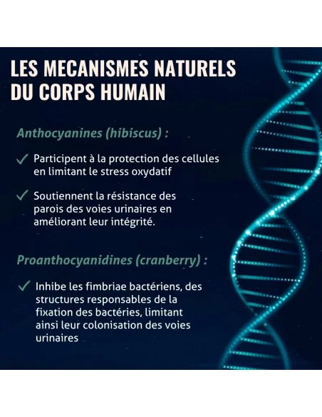 Blanche Bresson - Phyto Gênes Urinaires - Les mécanismes d'action