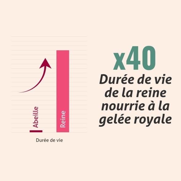 Blanche Bresson - Gelée Royale Bio Gélules - L'efficacité