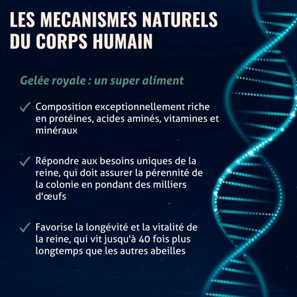 Blanche Bresson - Gelée Royale Bio Gélules- Les mécanismes d'action