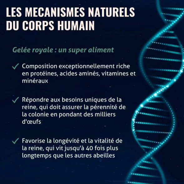 Blanche Bresson - Gelée Royale Bio Gélules- Les mécanismes d'action