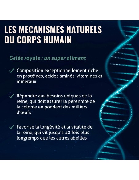 Blanche Bresson - Gelée Royale Bio Gélules- Les mécanismes d'action