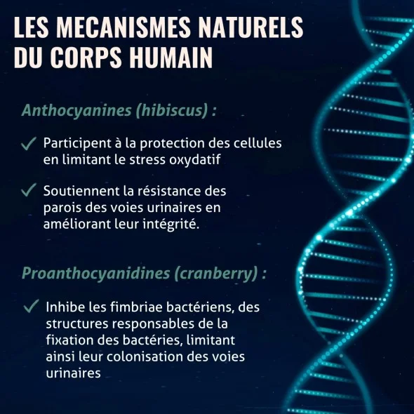 Blanche Bresson - Phyto Gênes Urinaires - Les mécanismes d'action