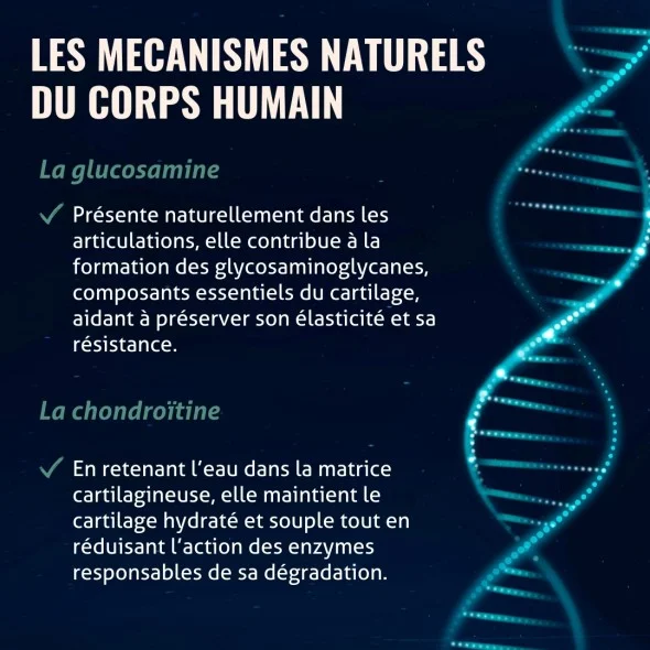 Blanche Bresson - Gluco Chondro Plus - Les mécanismes d'action Blanche Bresson - Gluco Chondro Plus - Les mécanismes d'action