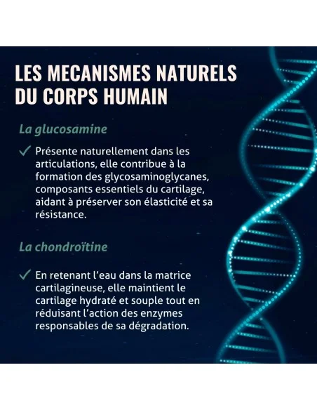 Blanche Bresson - Gluco Chondro Plus - Les mécanismes d'action Blanche Bresson - Gluco Chondro Plus - Les mécanismes d'action
