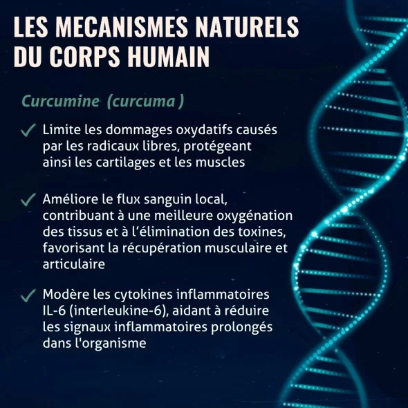 Blanche Bresson - Phyto Curcuma Bio - Les mécanismes d'action Blanche Bresson - Phyto Curcuma Bio - Les mécanismes d'action