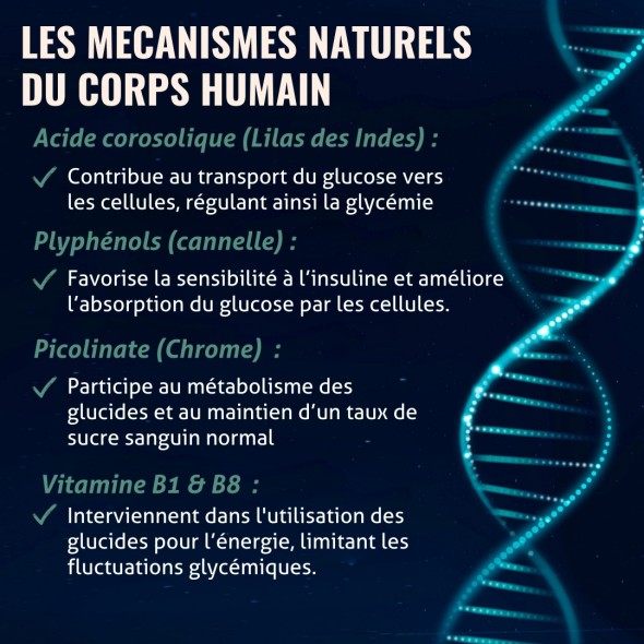 Blanche Bresson - Phyto Insuregul Plus - Les mécanismes d'action