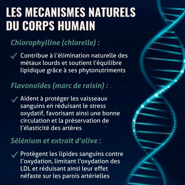 Blanche Bresson - Phyto Cholest Control - Les mécanismes d'action