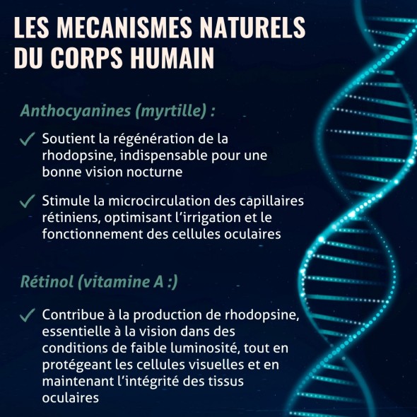 Blanche Bresson - Phyto Myrtille - Les mécanismes d'action